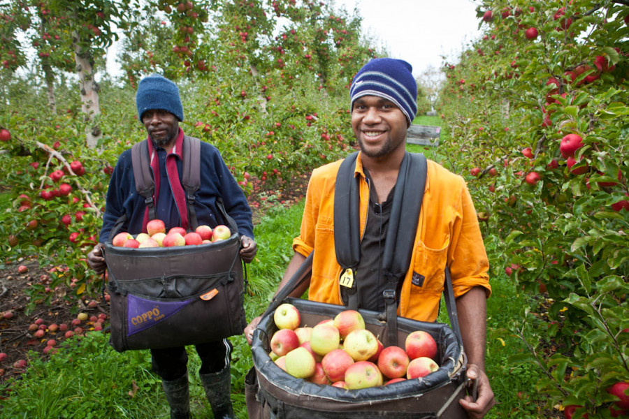 Vanuatu RSE workers in Motueka NZ