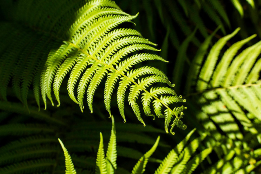 tropical fern leaves
